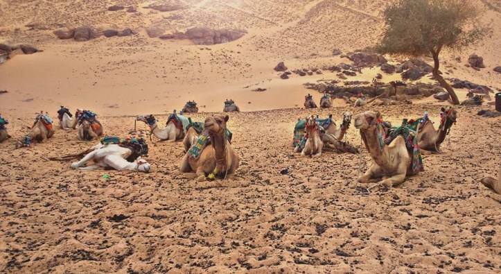 13178513_1189669977739998_1675054641552731127_n